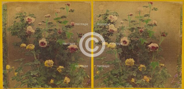 Roses., about 1865-1875. Creator: Benjamin West Kilburn.