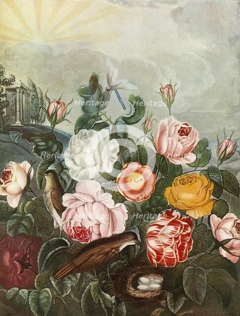 'Roses', c1805, (1948). Creator: Richard Earlom.
