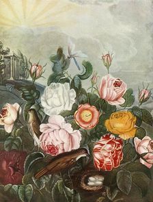 Roses c1805, (1948). Creator: Richard Earlom