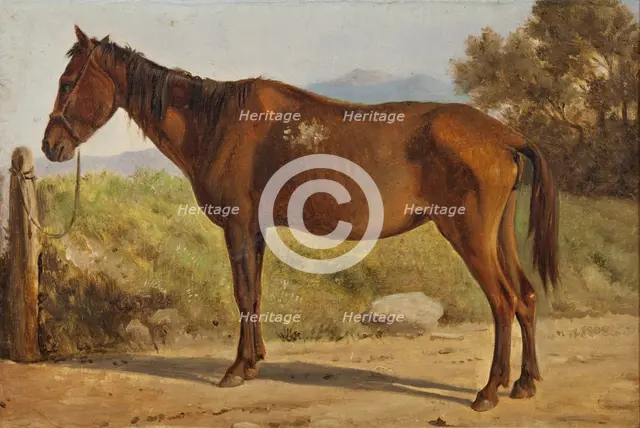 Rosinante (Study of an old standing horse), c1847. Creator: Wilhelm Marstrand.