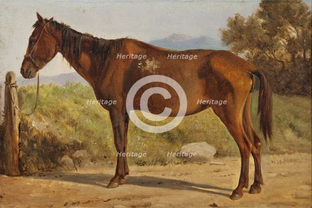 Rosinante (Study of an old standing horse), c1847. Creator: Wilhelm Marstrand.