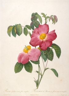 Rosier de Provinsi (From La Couronne de roses), 1817-1824. Creator: Redouté, Pierre-Joseph (1759-1840)