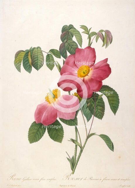 Rosier de Provinsi (From La Couronne de roses), 1817-1824. Creator: Redouté, Pierre-Joseph (1759-1840).