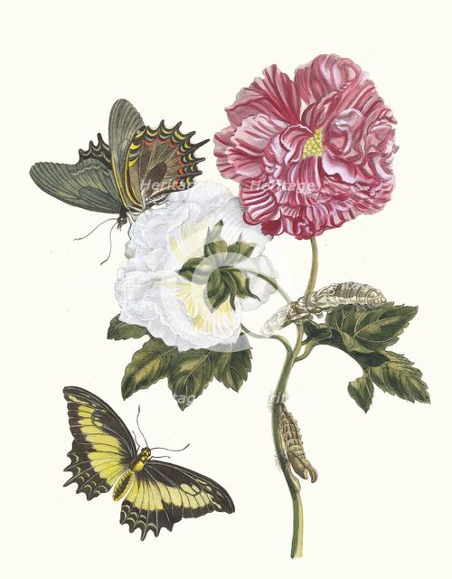 Rosier. From the Book Metamorphosis insectorum Surinamensium, 1705. Creator: Merian, Maria Sibylla (1647-1717).