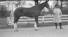 Rossbach, Max, Mr., with horse, 1932 May 1. Creator: Arnold Genthe
