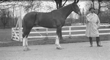 Rossbach, Max, Mr., with horse, 1932 May 1. Creator: Arnold Genthe