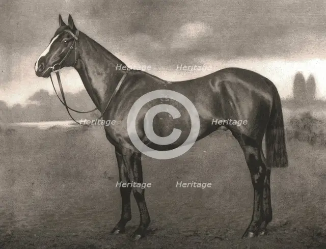 Ross, 1911.  Creator: Unknown.