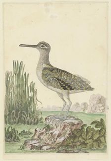 Rostratula benghalensis (Greater painted-snipe), 1777-1786. Creator: Robert Jacob Gordon