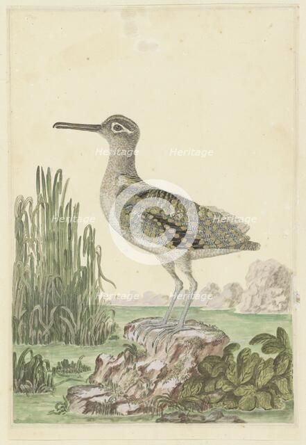 Rostratula benghalensis (Greater painted-snipe), 1777-1786. Creator: Robert Jacob Gordon.