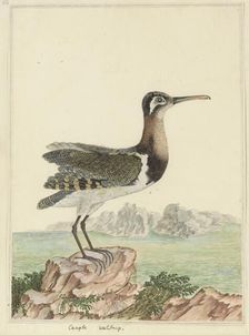 Rostratula benghalensis (Greater painted-snipe), 1777-1786. Creator: Robert Jacob Gordon