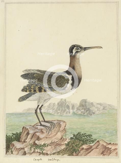 Rostratula benghalensis (Greater painted-snipe), 1777-1786. Creator: Robert Jacob Gordon.