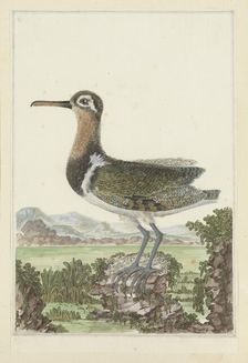 Rostratula benghalensis (Greater painted-snipe), 1777-1786. Creator: Robert Jacob Gordon
