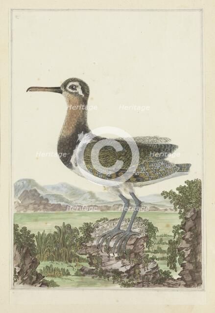 Rostratula benghalensis (Greater painted-snipe), 1777-1786. Creator: Robert Jacob Gordon.