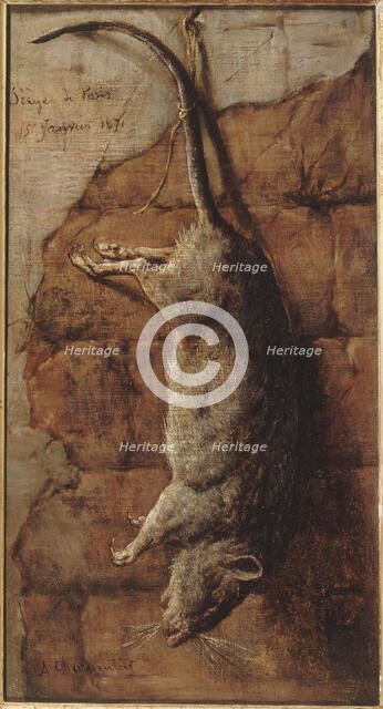 Rat ayant servi à l'alimentation pendant le siège de Paris, 15–01–1871. Creator: Auguste Charpentier.