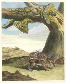 Rat de forest. From the Book Metamorphosis insectorum Surinamensium, 1705. Creator: Merian, Maria Sibylla (1647-1717)