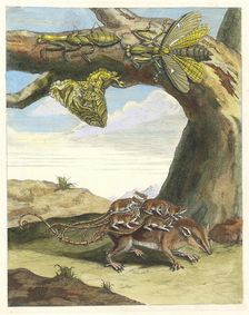 Rat de forest. From the Book Metamorphosis insectorum Surinamensium, 1705. Creator: Merian, Maria Sibylla (1647-1717)