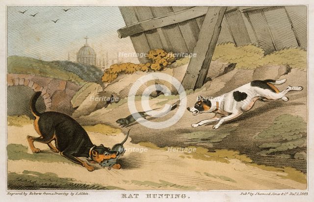 'Rat Hunting', 1823. Creator: Unknown.