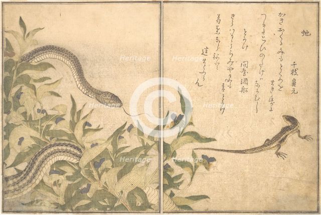 Rat Snake (Hebi); Lizard or Skink (Tokage)..., 1788. Creator: Kitagawa Utamaro.