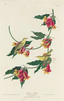 Rathbone Warbler, 1829. Creator: Robert Havell