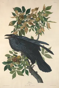 Raven, 1831. Creator: Robert Havell