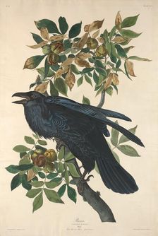 Raven, 1831. Creator: Robert Havell