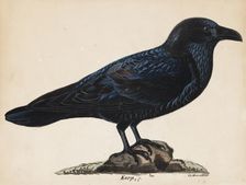 Raven, 1835. Creator: Wilhelm von Wright