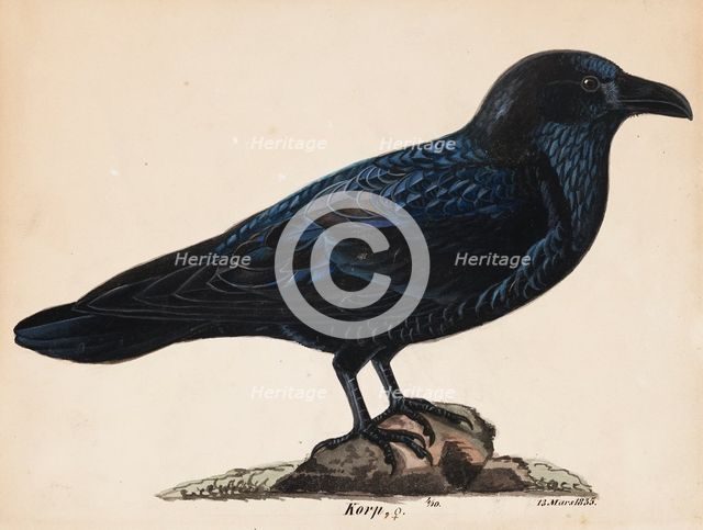 Raven, 1835. Creator: Wilhelm von Wright.