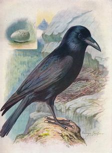 Raven - Cor'vus cor'ax c1910, (1910). Artist: George James Rankin