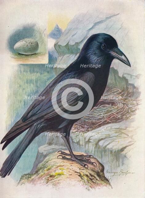 'Raven - Cor'vus cor'ax', c1910, (1910). Artist: George James Rankin.