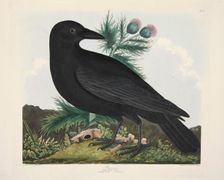 Raven, Corvus Corai, pub. 1835 ( Hand coloured engraving) . Creator: Charlotte Lousia Emily Perrott (c.1790 - 1836) after