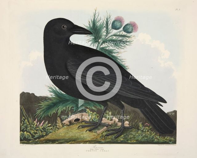 Raven, Corvus Corai, pub. 1835 ( Hand coloured engraving) . Creator: Charlotte Lousia Emily Perrott (c.1790 - 1836) after.