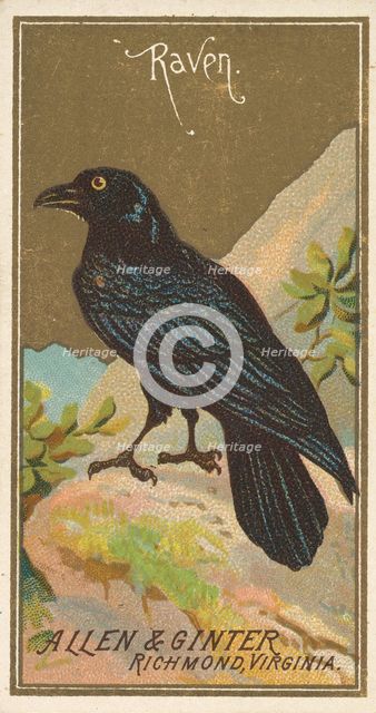 Raven, from the Birds of America series (N4) for Allen & Ginter Cigarettes Brands, 1888. Creator: Allen & Ginter.