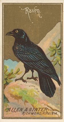 Raven, from the Birds of America series (N4) for Allen & Ginter Cigarettes Brands, 1888. Creator: Allen & Ginter