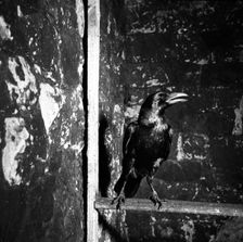 Raven, Tower of London, c1955. Creator: Arthur Charles Kirby Ware
