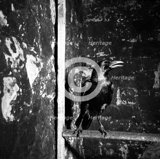 Raven, Tower of London, c1955. Creator: Arthur Charles Kirby Ware.