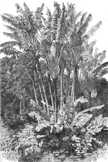 Ravenal Trees; A Birds-eye View of Madagascar 1875. Creator: M.D Charnay