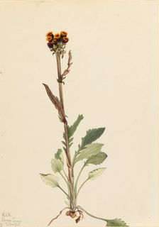 Rayless Groundsel (Senecio pauciflorus), 1921. Creator: Mary Vaux Walcott