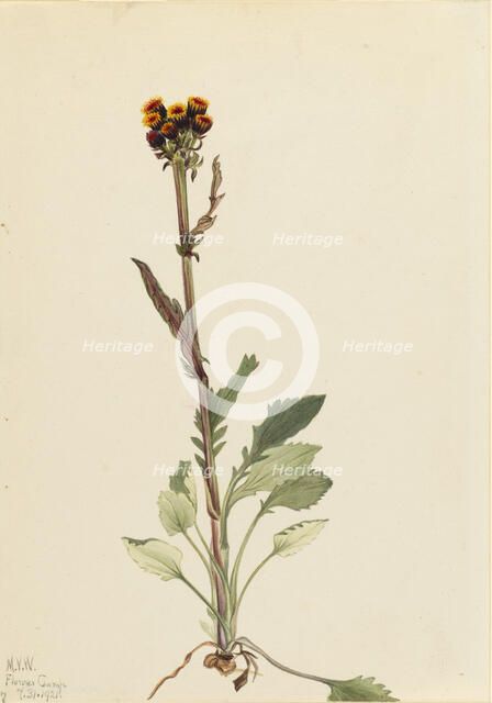 Rayless Groundsel (Senecio pauciflorus), 1921. Creator: Mary Vaux Walcott.