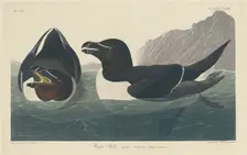 Razor Bill, 1834. Creator: Robert Havell