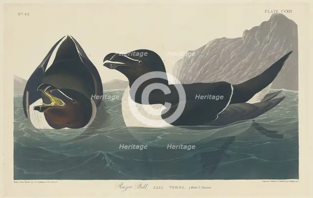 Razor Bill, 1834. Creator: Robert Havell.