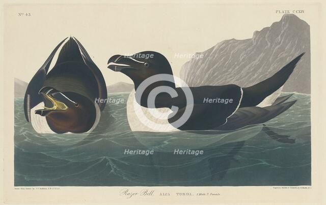 Razor Bill, 1834. Creator: Robert Havell.