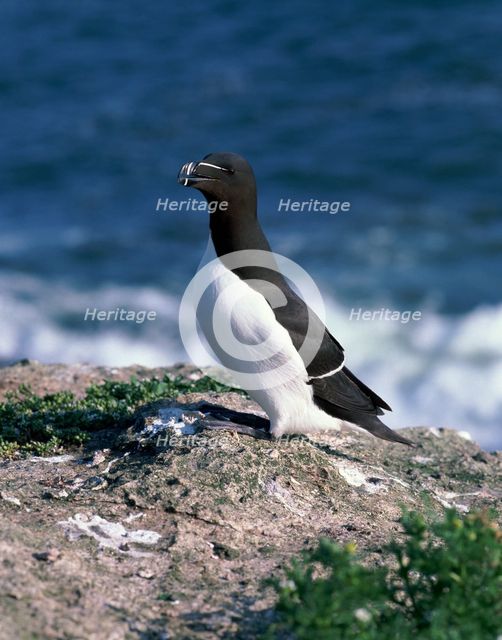 Razorbill.