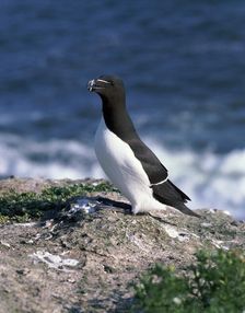 Razorbill