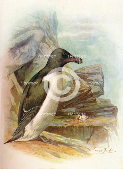 'Razorbill - Al'ca tor'da', c1910, (1910). Artist: George James Rankin.