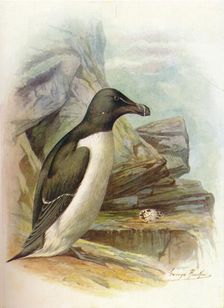 Razorbill - Al'ca tor'da c1910, (1910). Artist: George James Rankin
