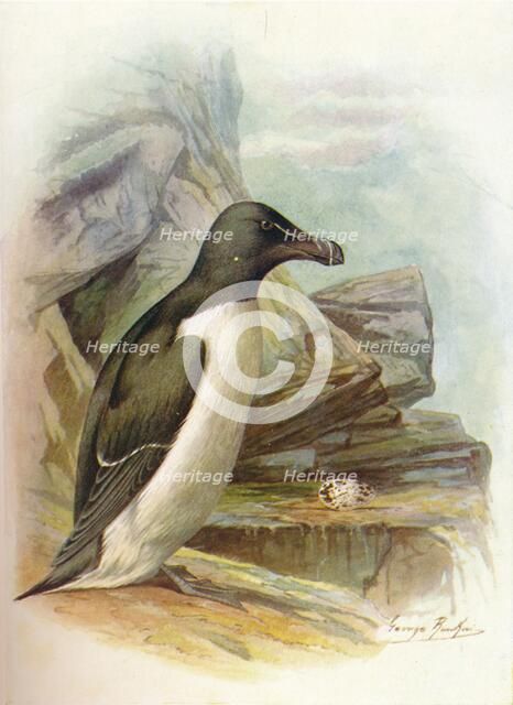 'Razorbill - Al'ca tor'da', c1910, (1910). Artist: George James Rankin.