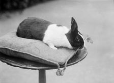 Rabbit on a cushion, Byfield, Northamptonshire, 1904. Artist: Alfred Newton & Sons