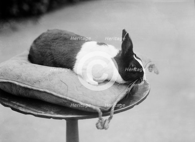 Rabbit on a cushion, Byfield, Northamptonshire, 1904. Artist: Alfred Newton & Sons.