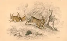 Rabbit (Oryctolagus cuniculus), 1828. Creator: Unknown