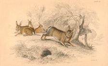 Rabbit (Oryctolagus cuniculus), 1828. Creator: Unknown